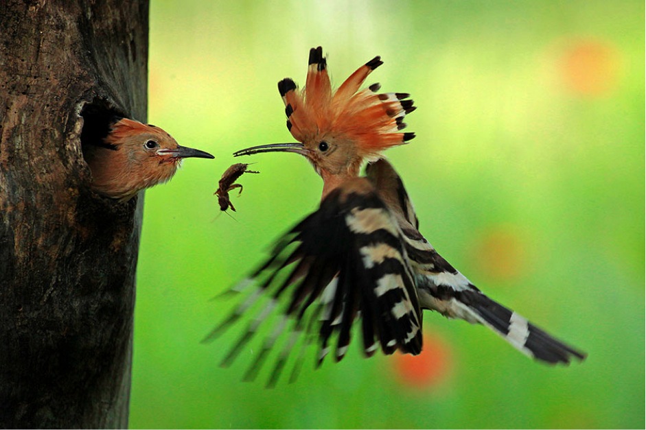 kolibri-bringt-futter